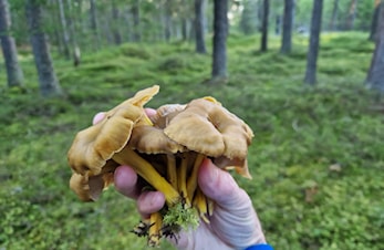 Turorienteringssesongen er avsluttet, men fortsett med turer i Lillomarka!