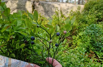 Er dere på bærtur i Lillomarka?