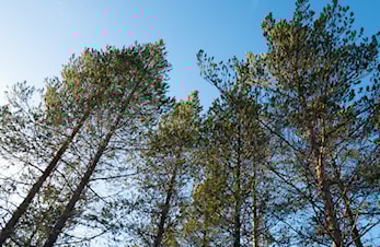 Hva er ditt forhold til skogen?