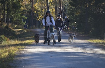 Juniorgruppa i OMTK - et unikt tilbud til barn og unge som er glad i hund!