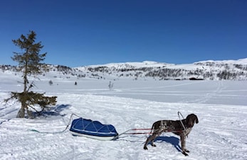 Premiering Seppalaløpet 2025