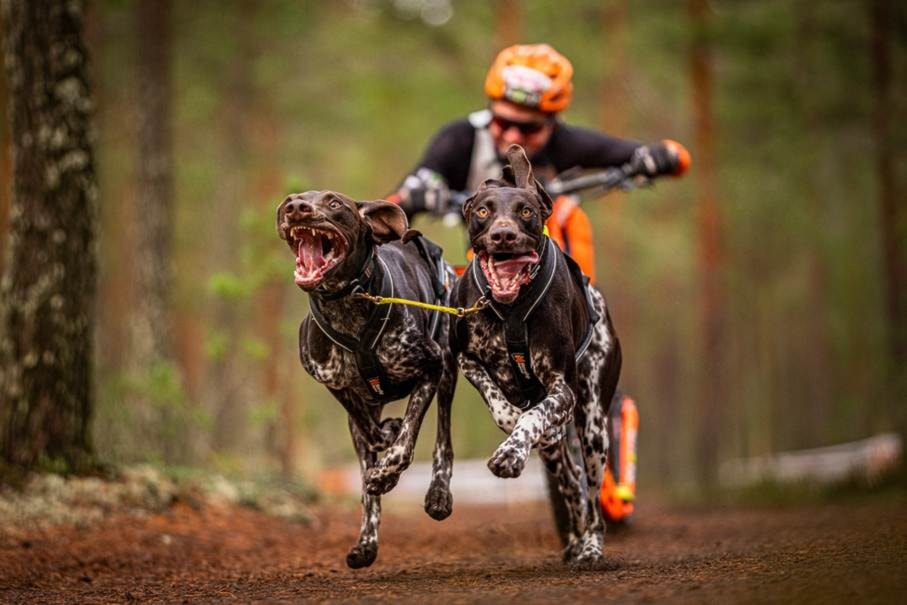 Et bilde som inneholder tre, utendørs, person, hundKI-generert innhold kan være feil.