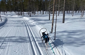 Seppalaløpet 2026 - tur og breddeløp