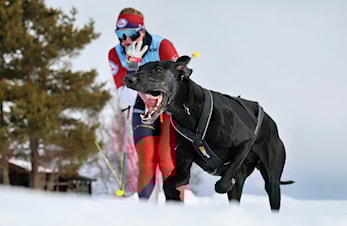 Fantastiske resultater for Norge under VM i alle grener på Røros
