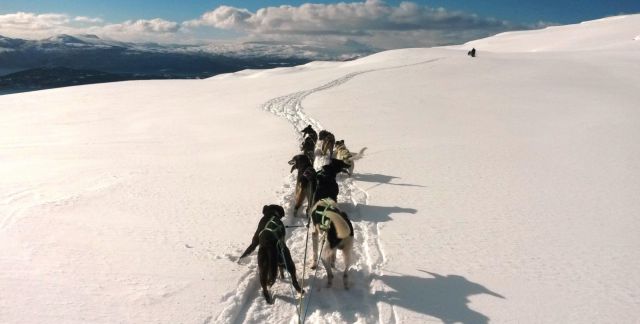 Nye restriksjoner for hundespann i Rondane