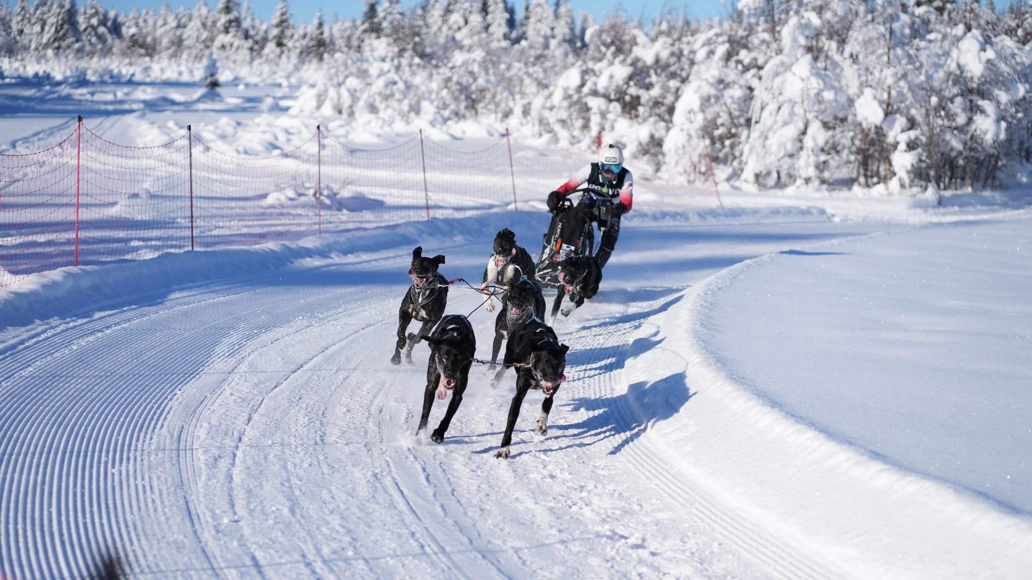Image for Alle grener, alle nivåer og over hele landet! 