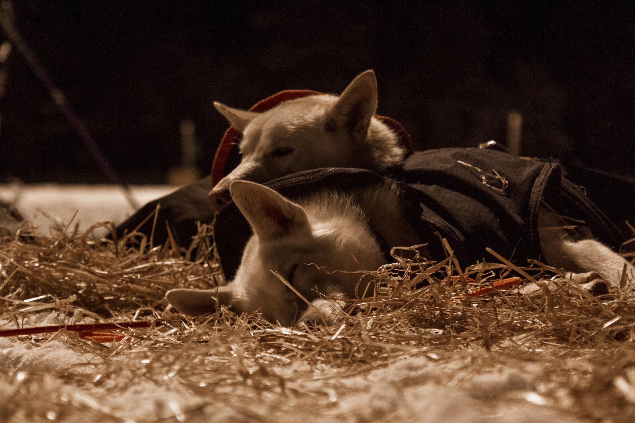 Image for Ta godt vare på naturen! 