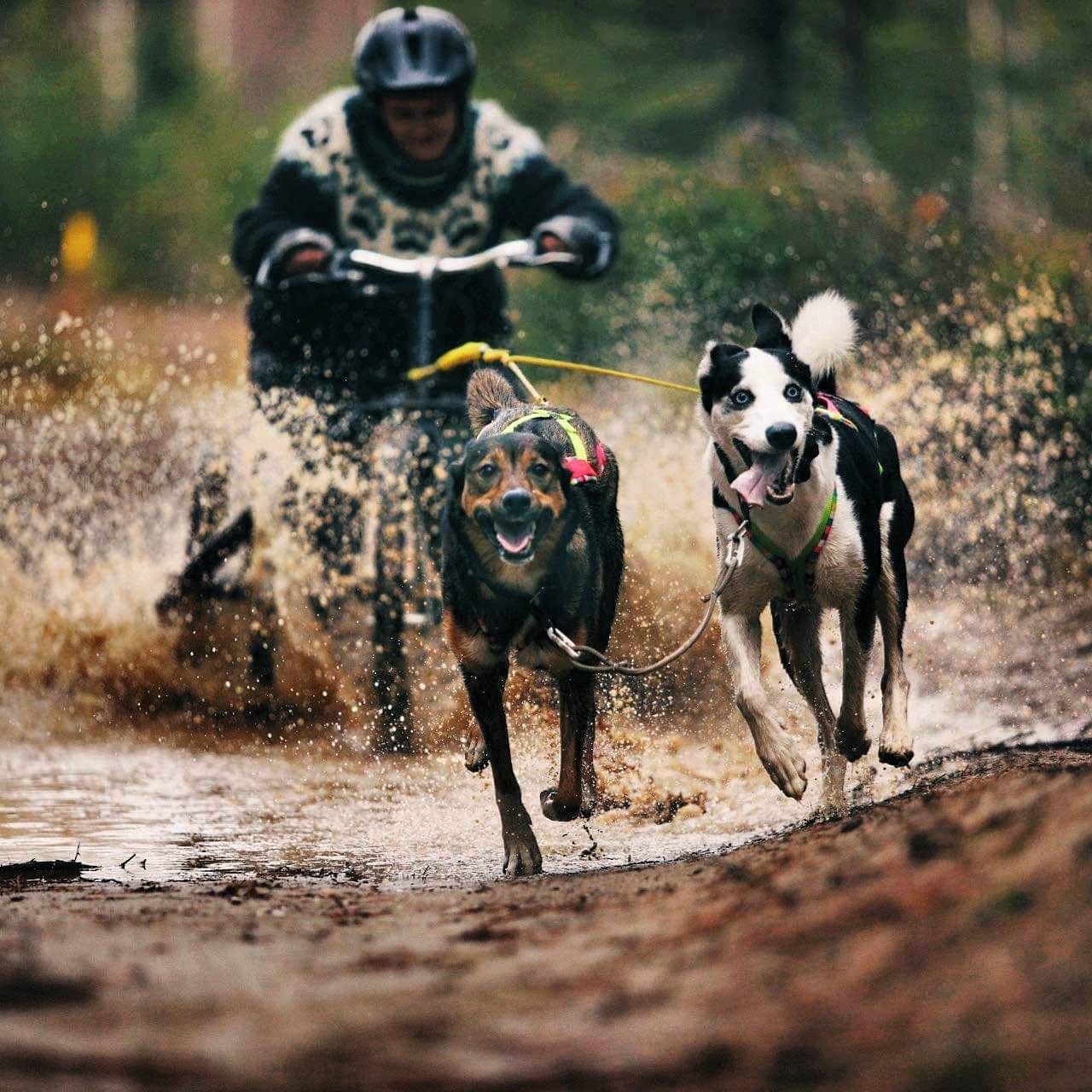 Image for Barmarkstrening og gode relasjoner til grunneierne