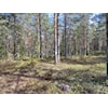 Et kunstnerisk innslag i skogen