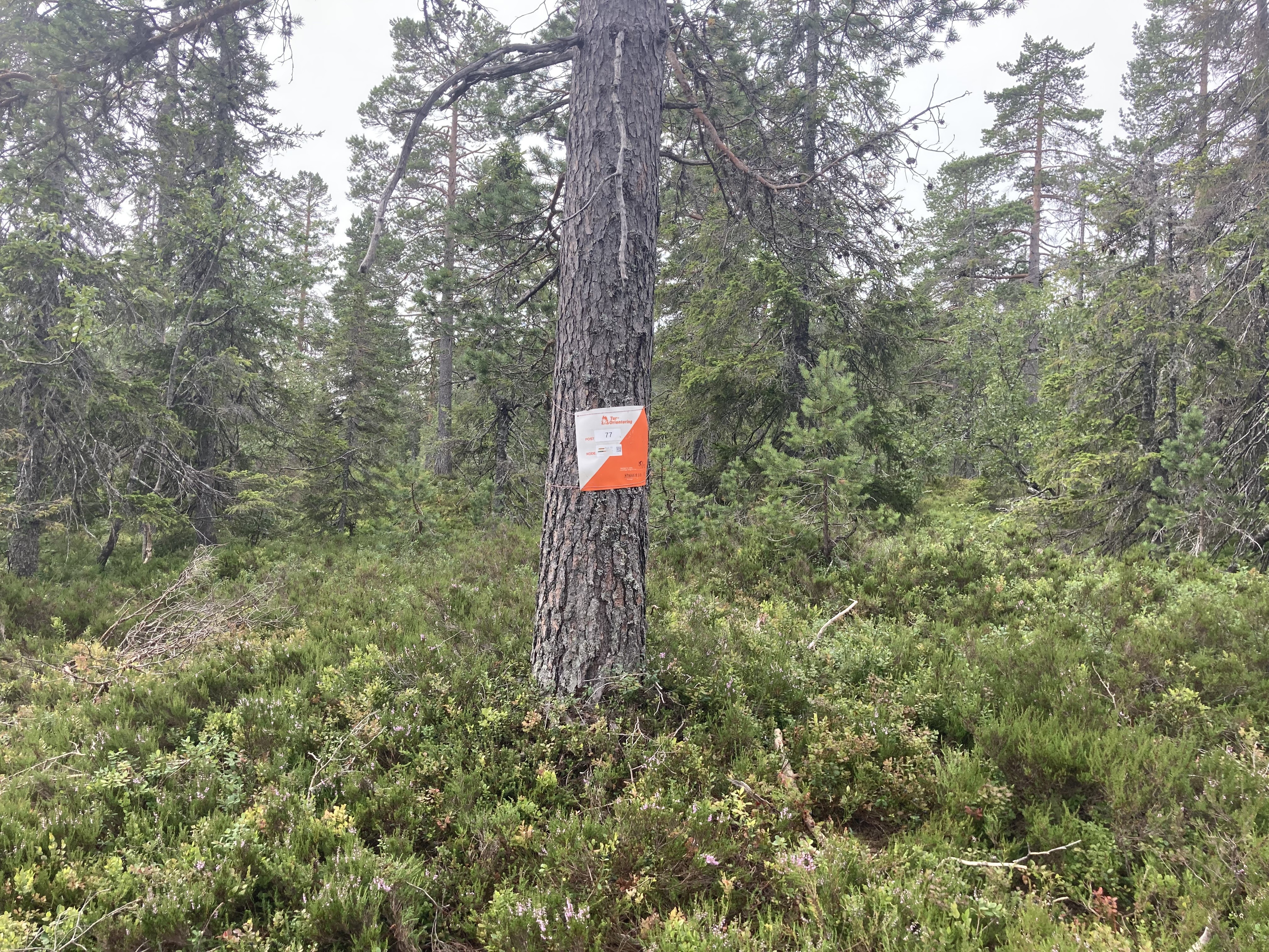 Svart tur Grimsrudbrenna er satt ut