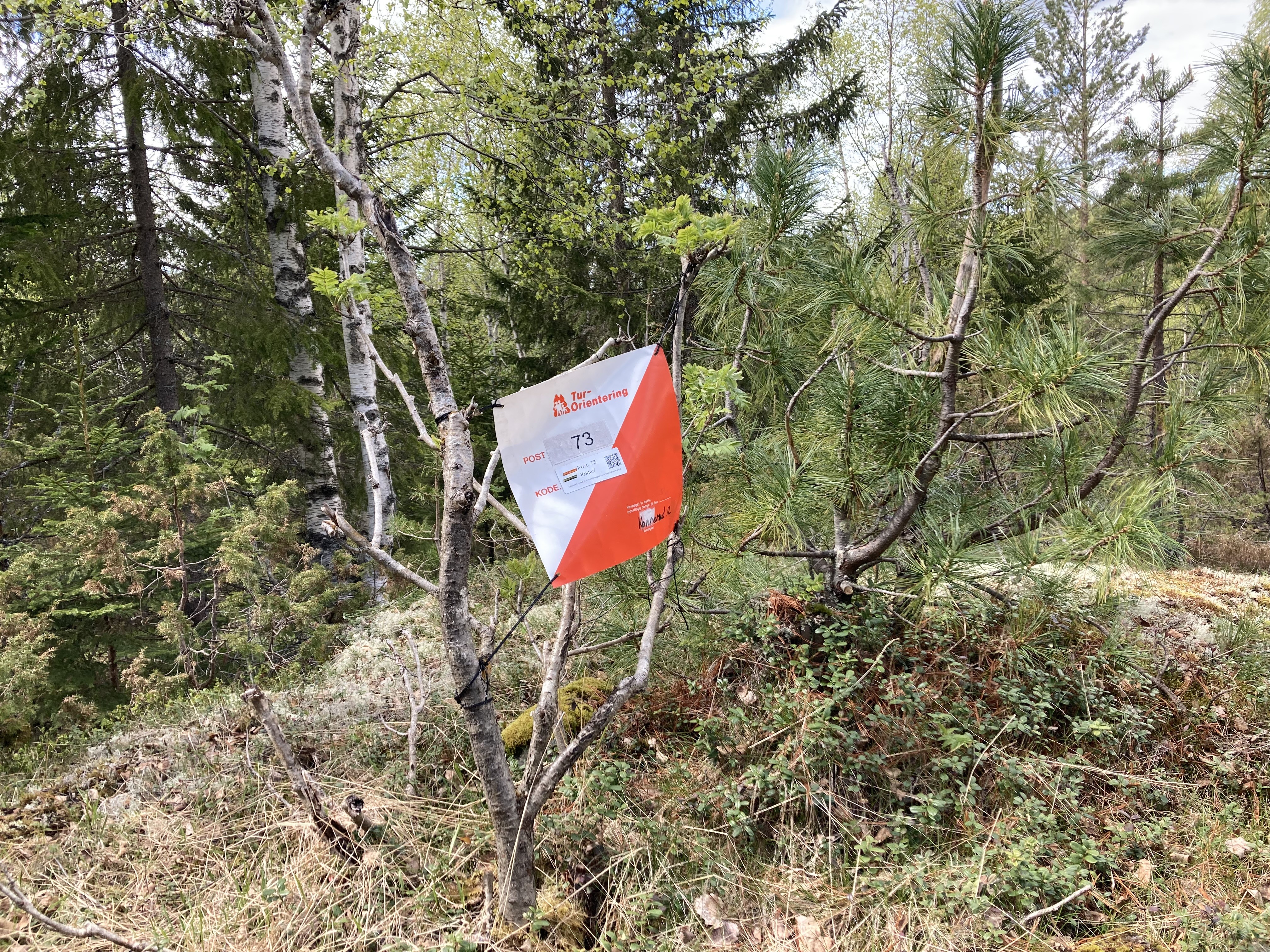 Skogstur på 17. mai