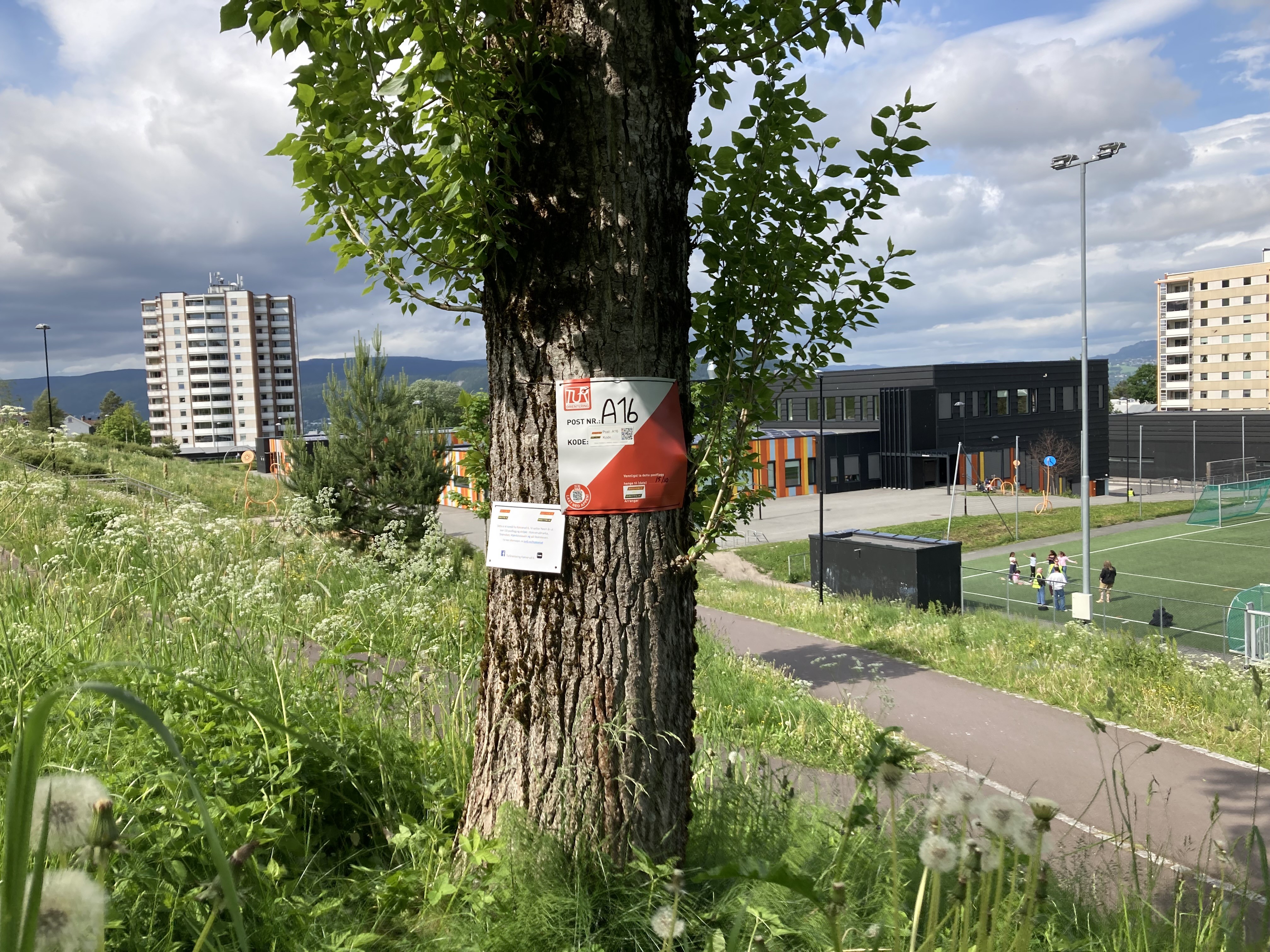 Post A16 - balsampoppel