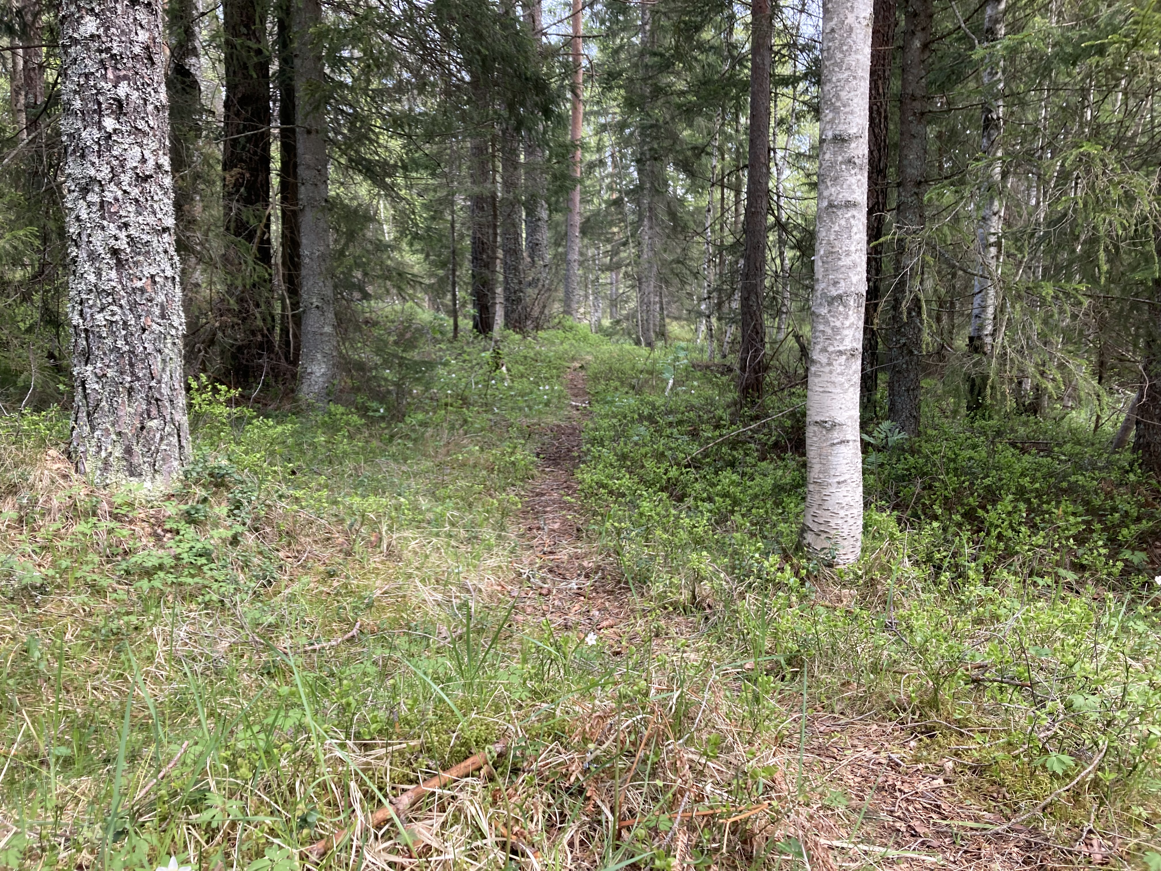 Stirydding i marka