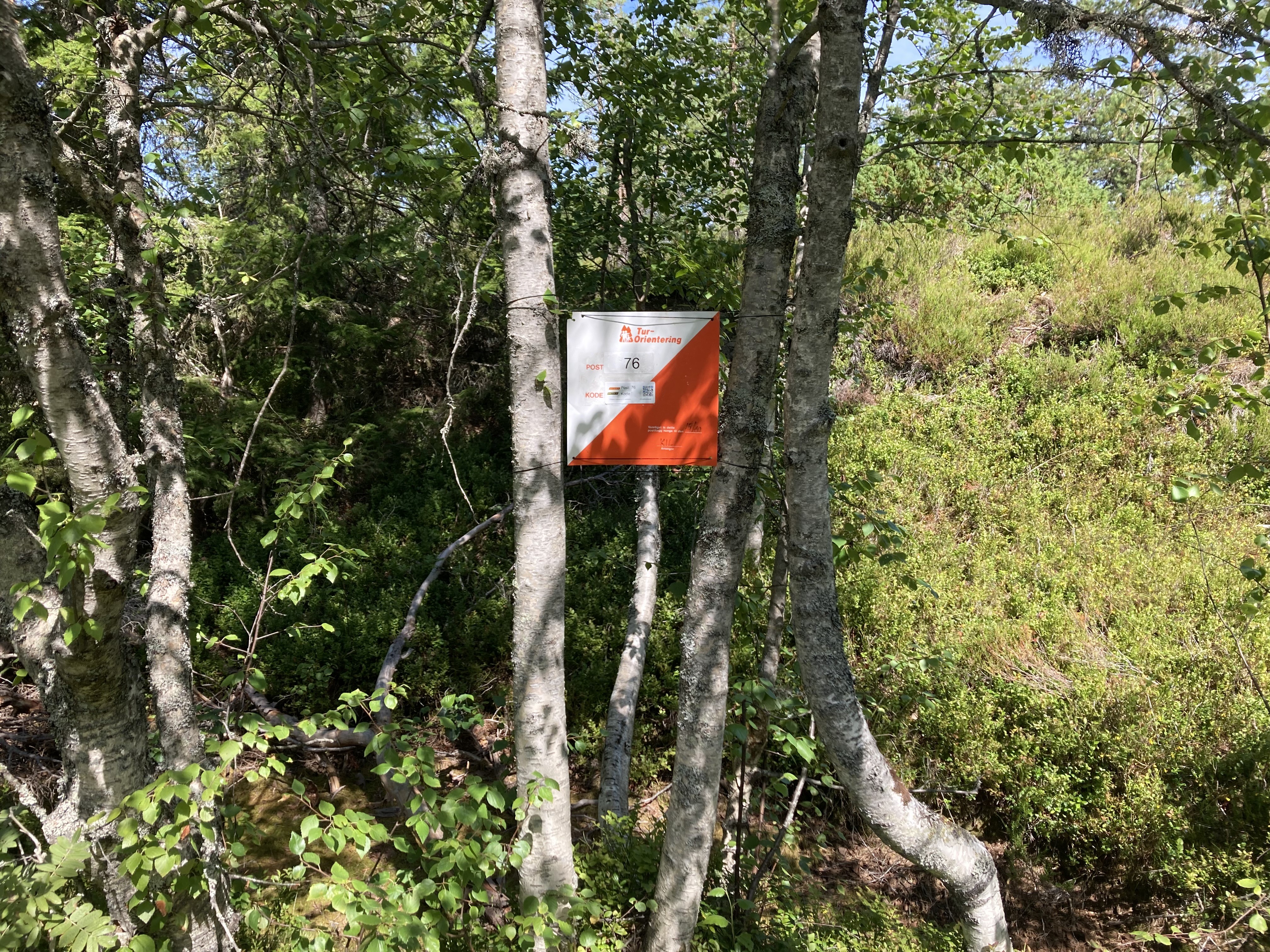 Grimsrudbrenna - et sentralt, men glemt skogsområde