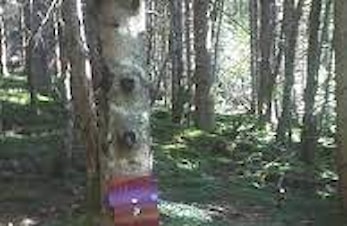 Trimpostane: Svakt i skogsvegen Fet