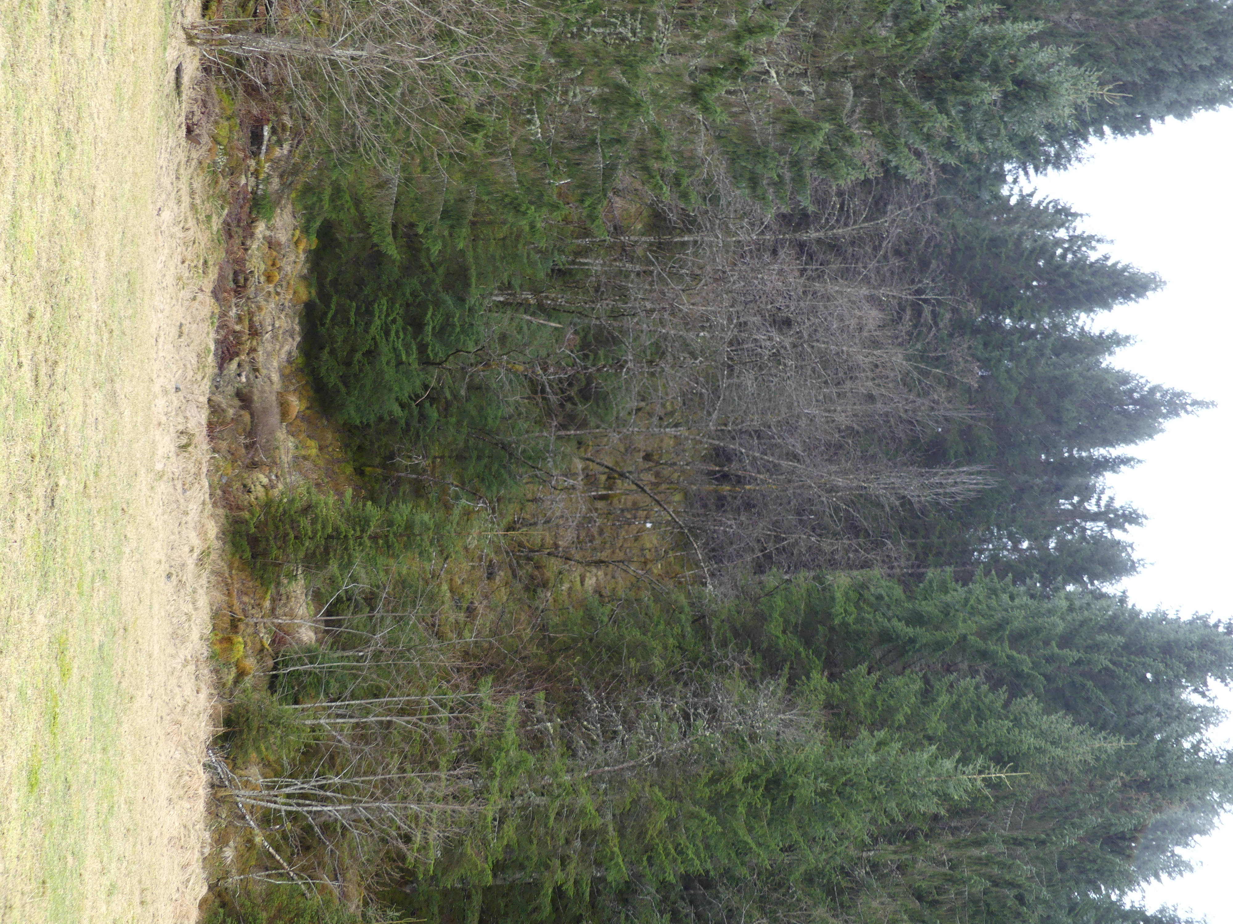 Stillfarande hjelpar har passert 80