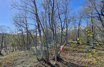 Besøk Midt-Troms! Turen Skaret er gratis for TurO-klubbens medlemmer.