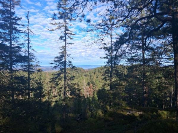 Et bilde som inneholder utendørs, plante, himmel, treKI-generert innhold kan være feil.