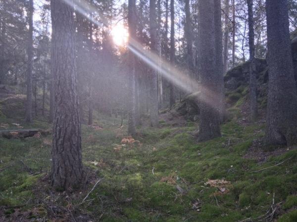 Et bilde som inneholder utendørs, skogområde, gress, tåkeKI-generert innhold kan være feil.