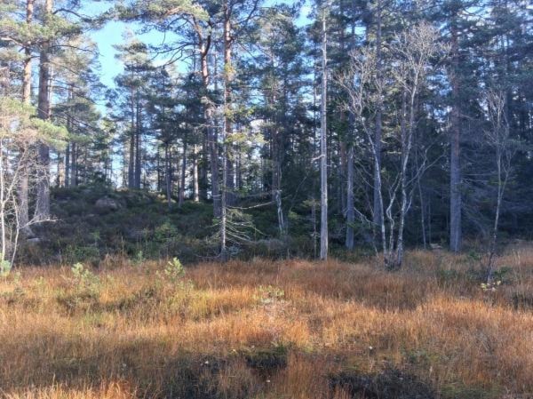 Et bilde som inneholder utendørs, plante, tre, gressKI-generert innhold kan være feil.