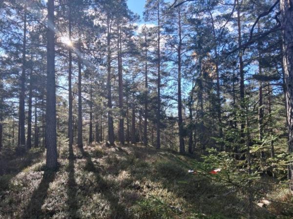 Et bilde som inneholder utendørs, plante, tre, himmelKI-generert innhold kan være feil.