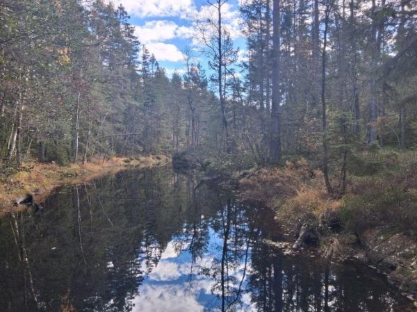 Et bilde som inneholder utendørs, vann, skog, villmarkKI-generert innhold kan være feil.