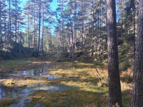 Et bilde som inneholder utendørs, gress, plante, villmarkKI-generert innhold kan være feil.