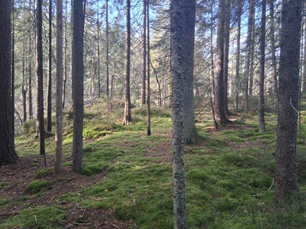 Et annerledes løp: Hurumløpet – 100 år! 