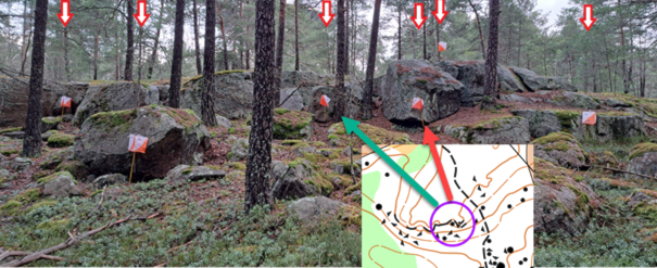 Et bilde som inneholder tre, utendørs, plante, skogKI-generert innhold kan være feil.