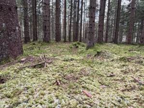 Et bilde som inneholder utendørs, tre, gress, skogområdeKI-generert innhold kan være feil.