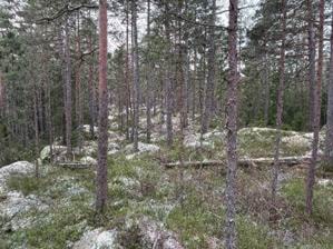 Et bilde som inneholder utendørs, plante, tre, villmarkKI-generert innhold kan være feil.