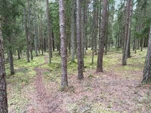 Et bilde som inneholder plante, utendørs, tre, skogområdeKI-generert innhold kan være feil.