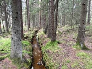 Et bilde som inneholder utendørs, plante, skogområde, NaturreservatKI-generert innhold kan være feil.