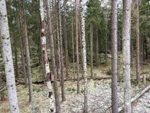 Et bilde som inneholder plante, tre, utendørs, bjørkKI-generert innhold kan være feil.