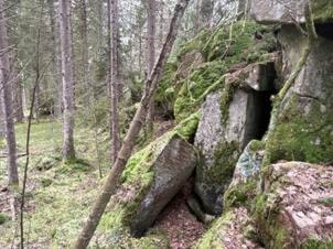 Et bilde som inneholder utendørs, tre, plante, landskapKI-generert innhold kan være feil.