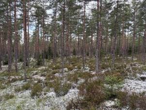 Et bilde som inneholder utendørs, snø, plante, villmarkKI-generert innhold kan være feil.