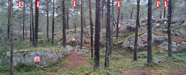 Et bilde som inneholder tre, utendørs, skogområde, skogKI-generert innhold kan være feil.