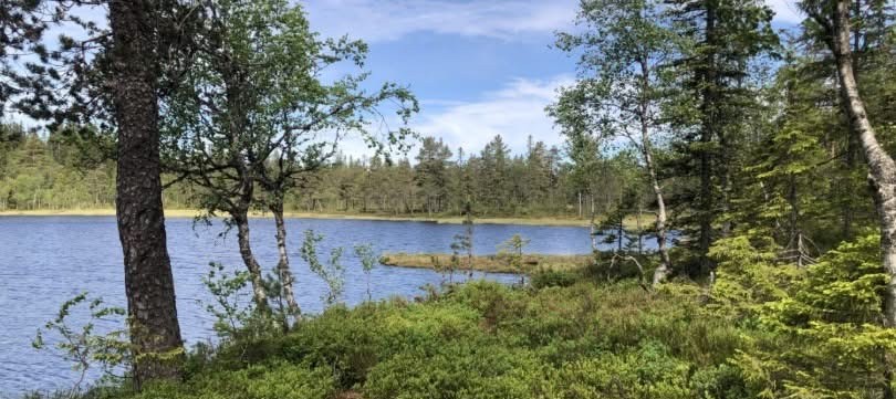 Veteranmesterskapet: «Fint sprintområde på Kolsås og flott skogsterreng på Løvlia!»