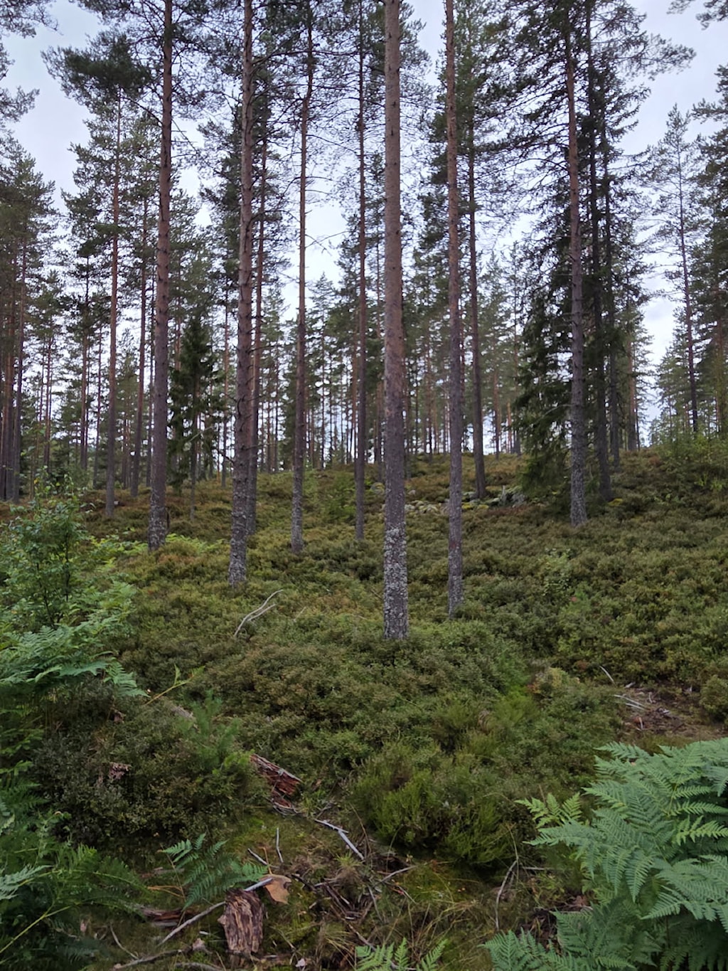image1.jpeg