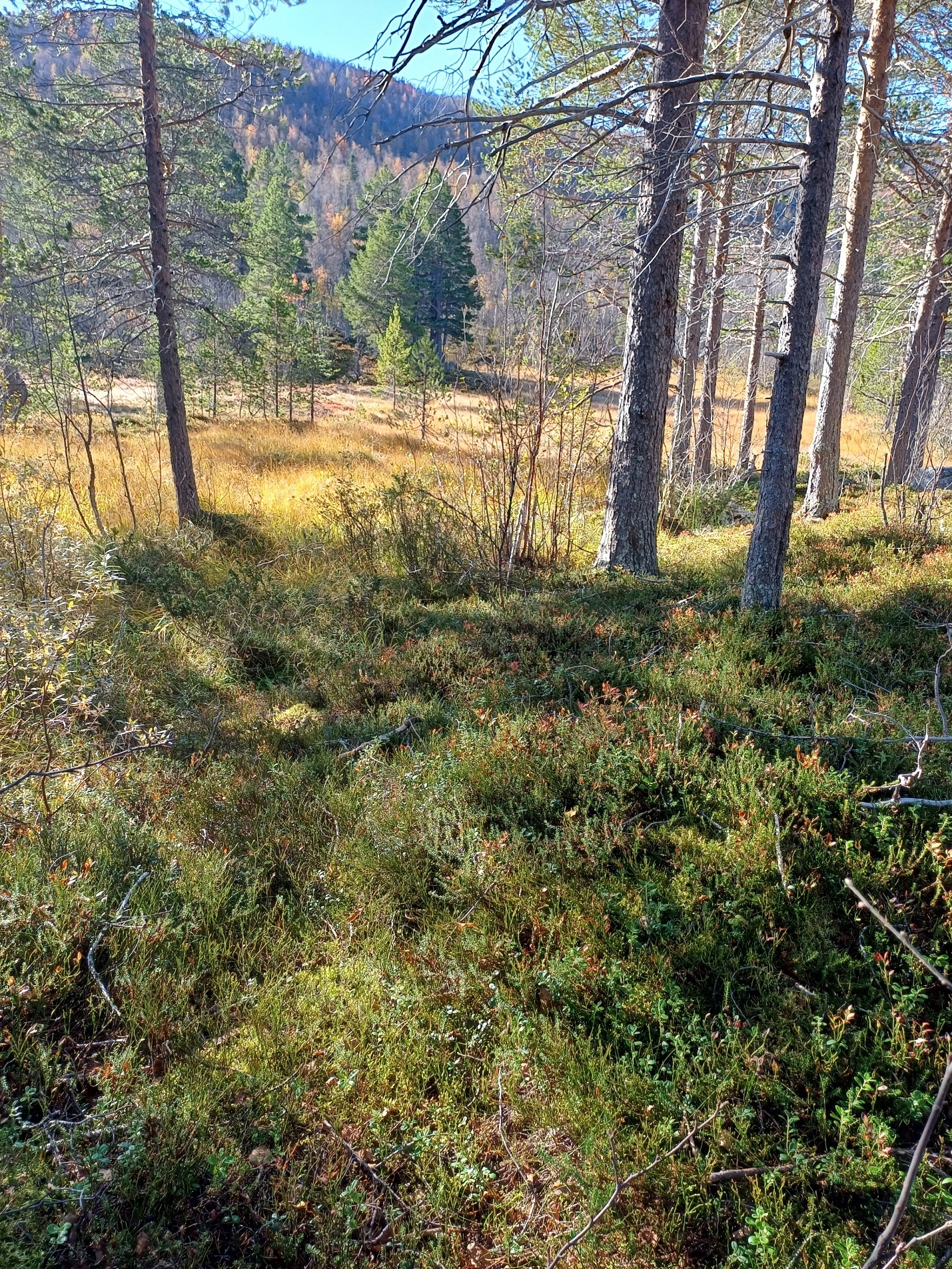 Et bilde som inneholder utendørs, gress, plante, skogAutomatisk generert beskrivelse