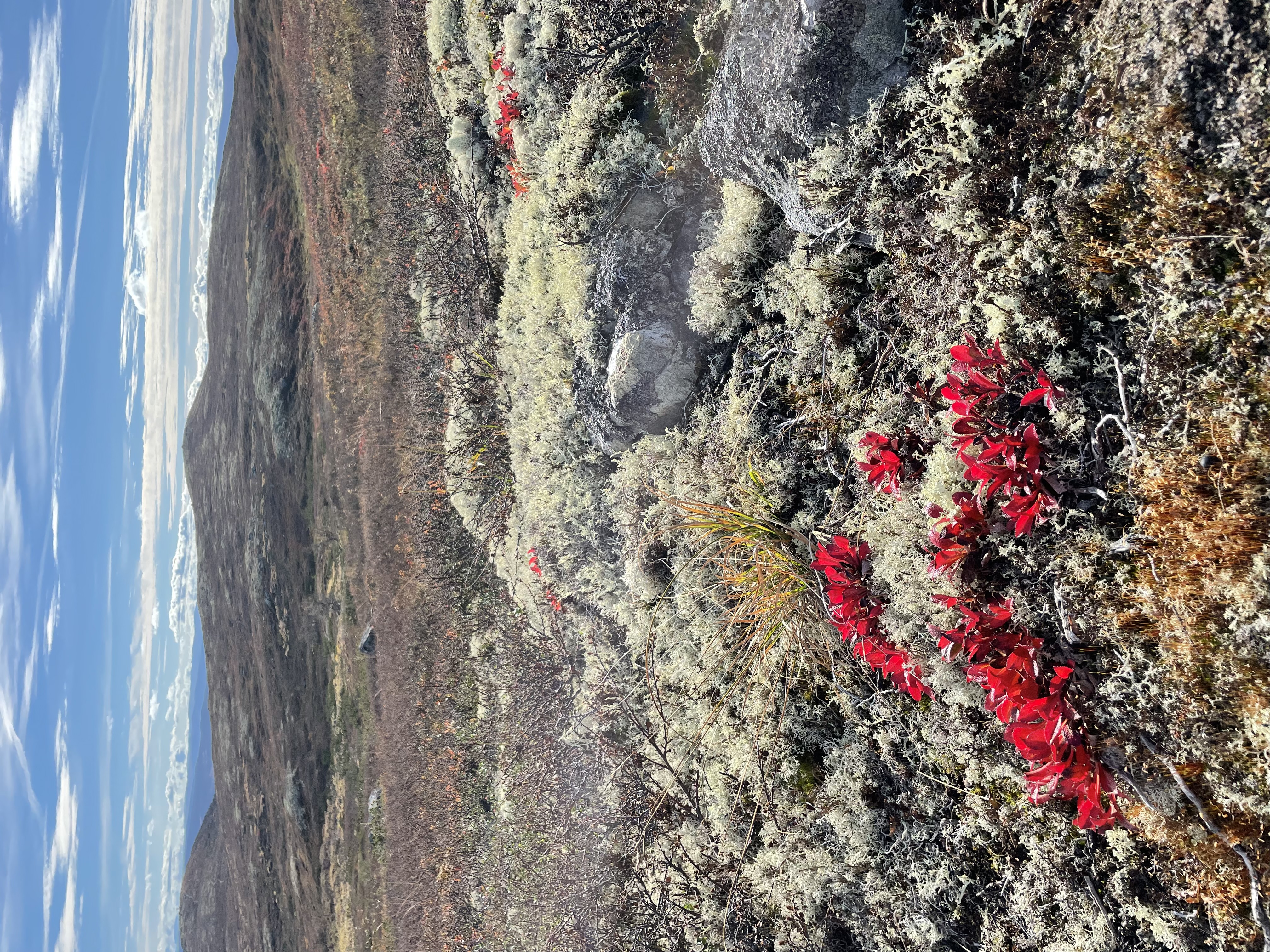 O-festivalen 2025 - historiens mest varierte terrengtilbud?