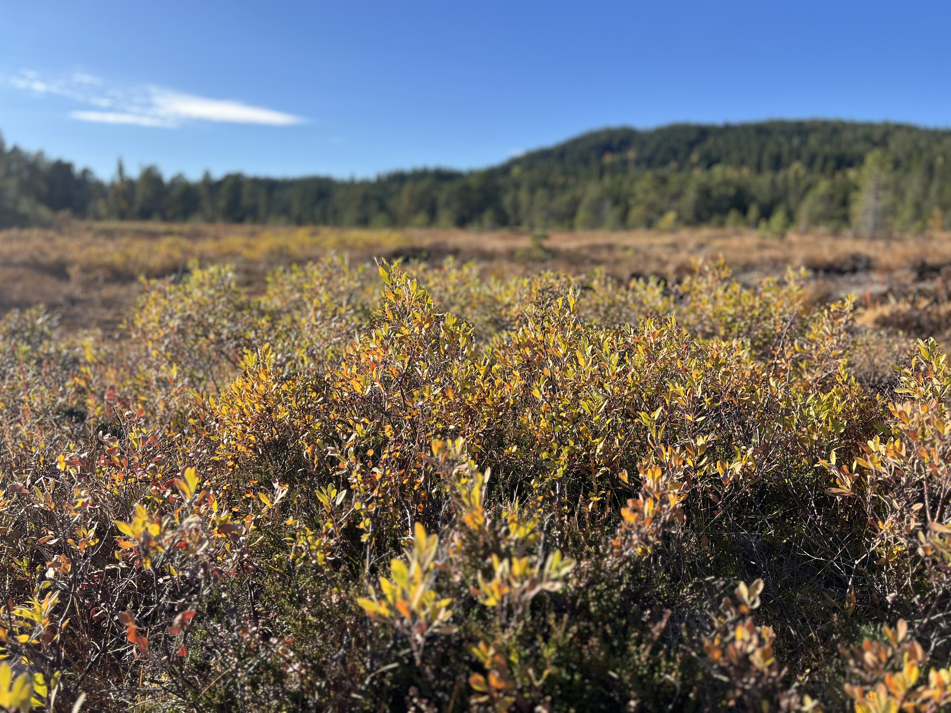 Image for Påmeldingen til O-festivalen er åpnet