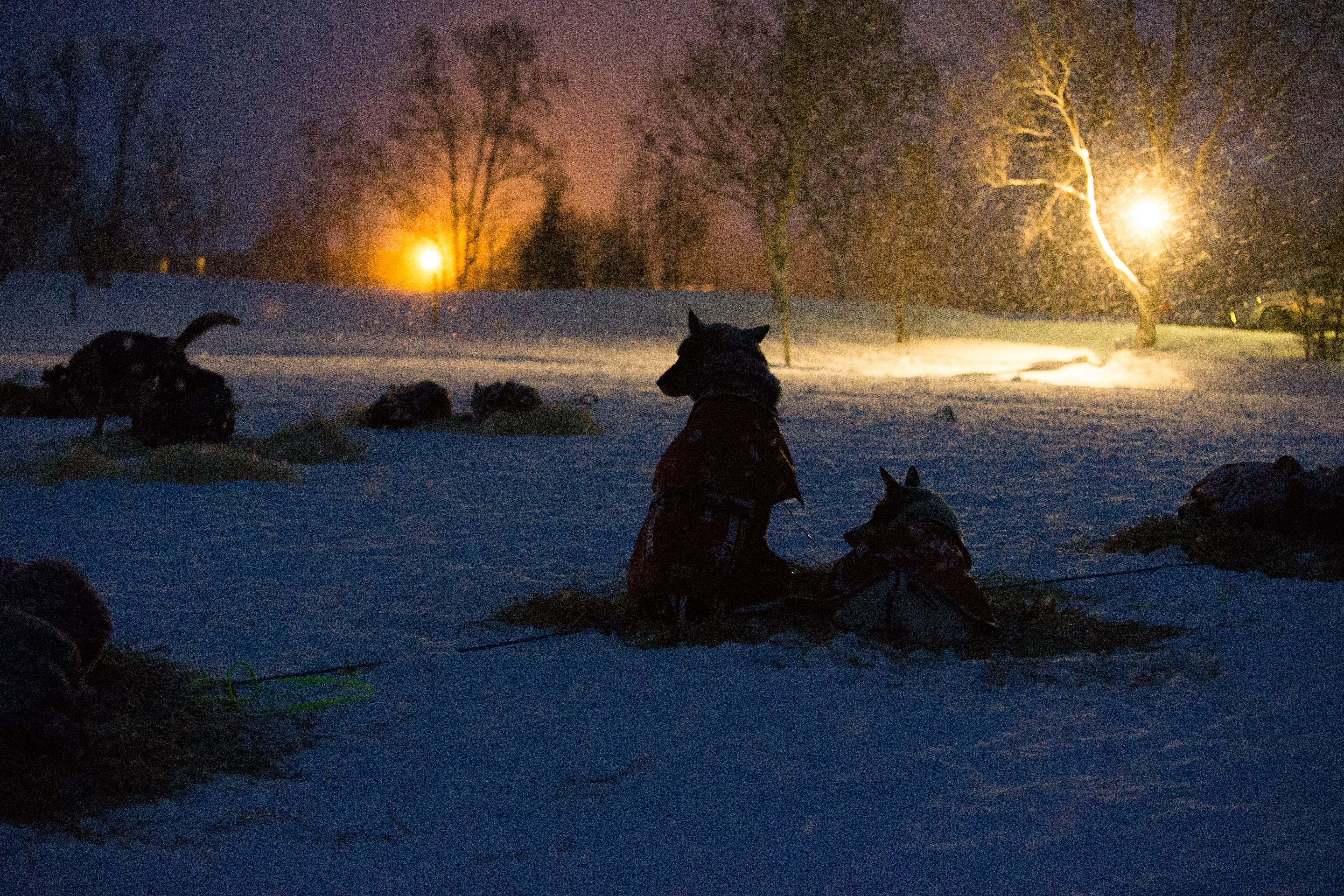 Image for Velkommen til hjemmesiden til N70 Trekkhundklubb!