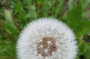 Fotografering
