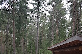 Orienteringsløp/ treningsløp