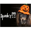 Halloweenfest