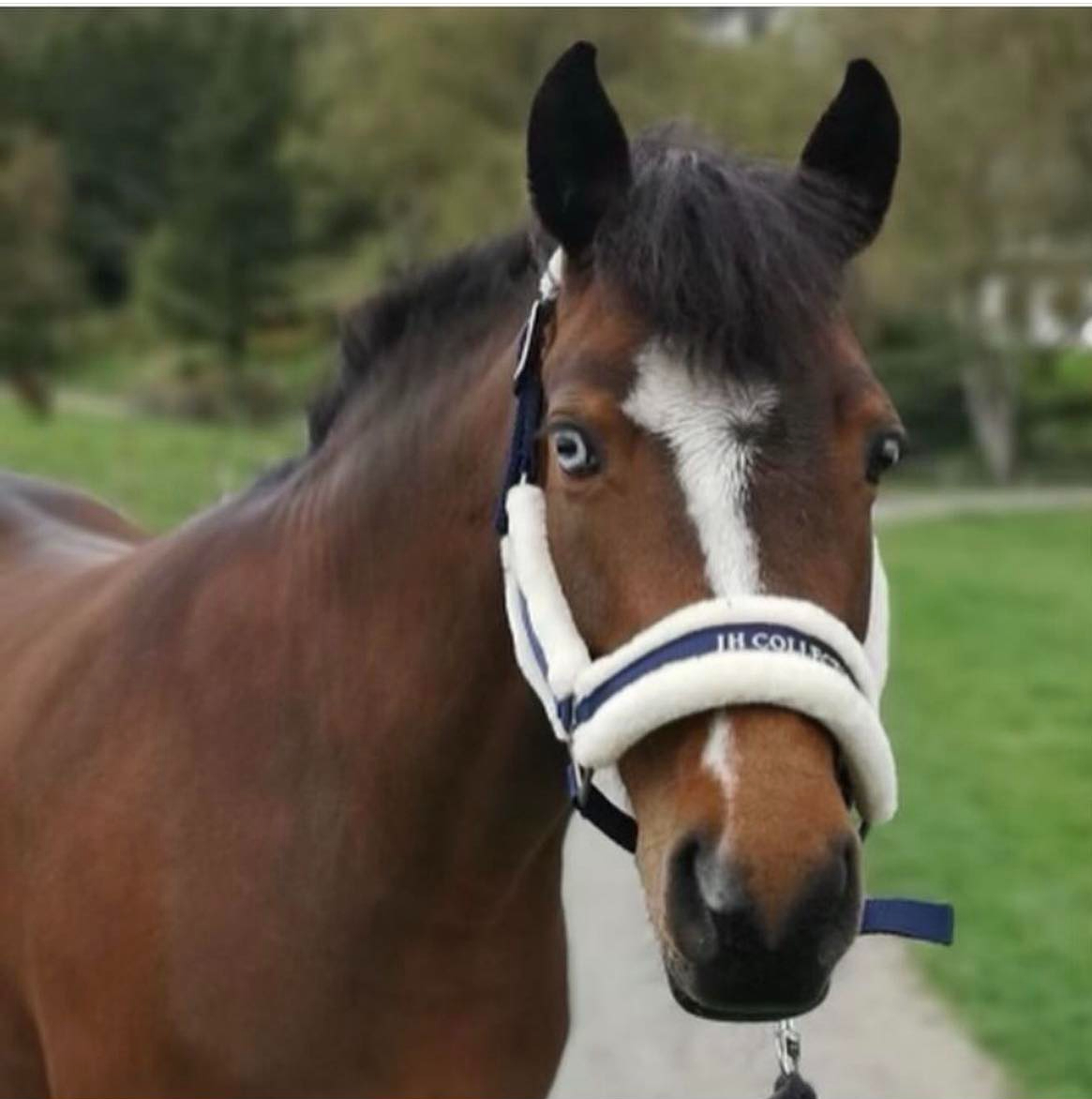 Image for Velkommen til nytt rideskolesemester!