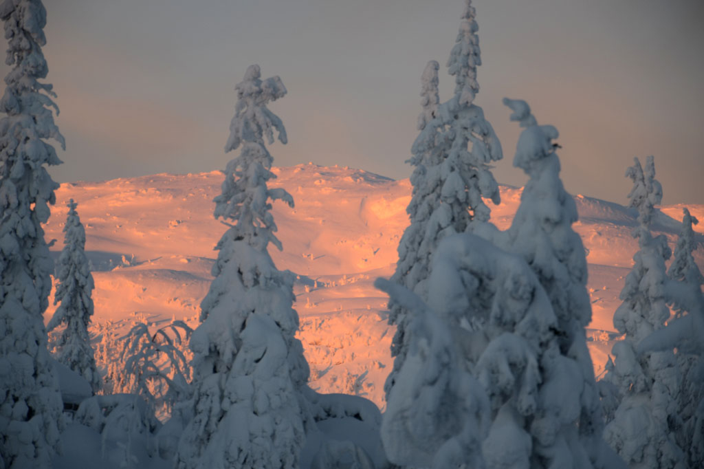 Morgengull