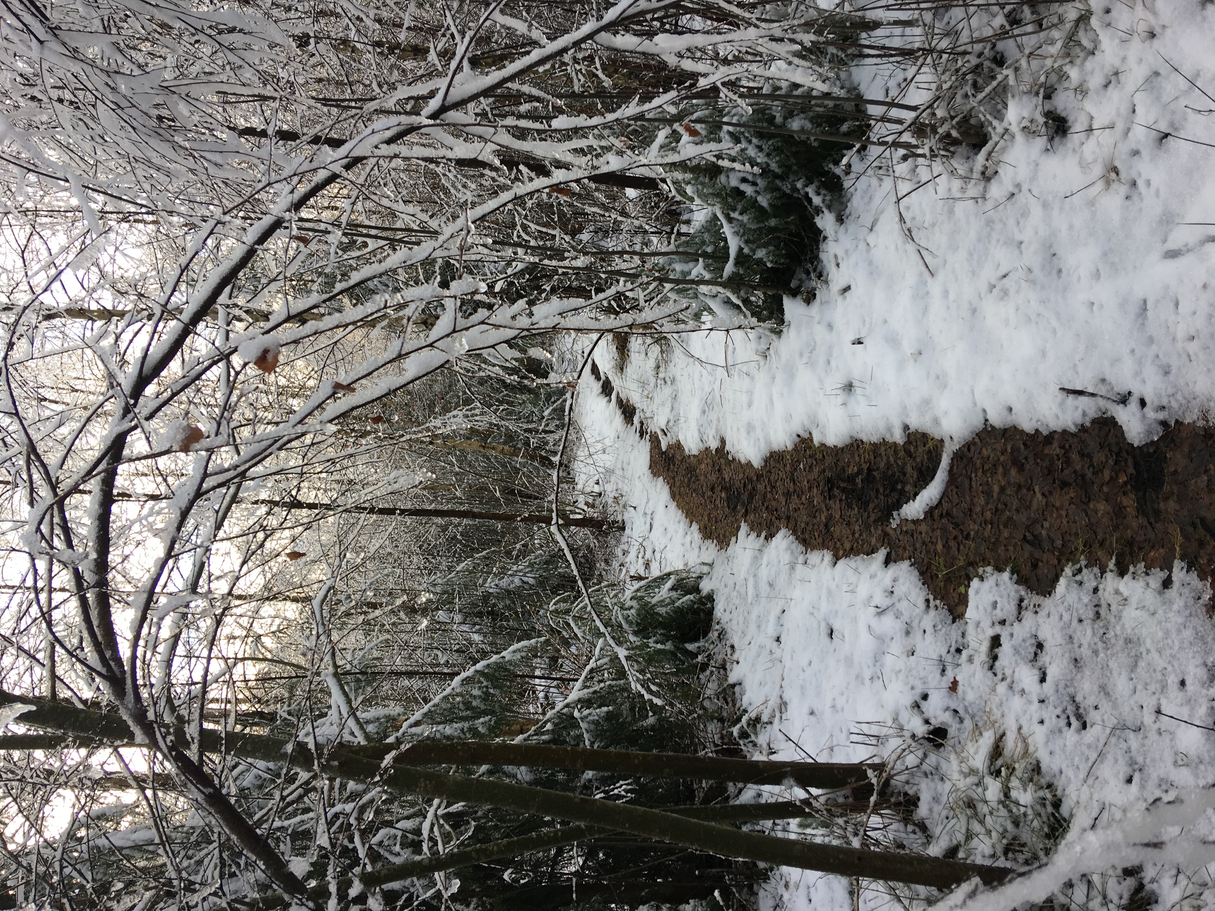 God jul og godt nytt år