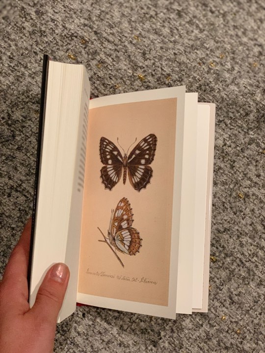 Sommerfugler i Sibir